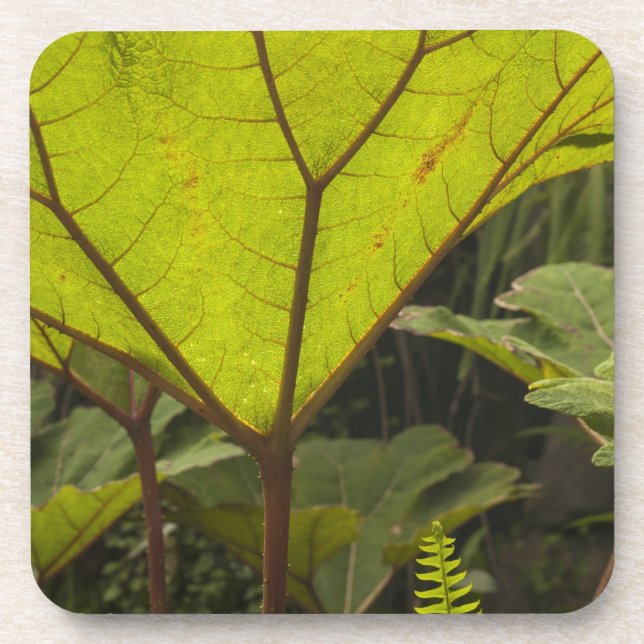 Posavasos Detalle de planta en un jardín botánico, Ecuador 2 (Frente)