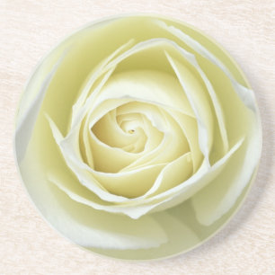 Posavasos detalles de cerca de rosa blanca