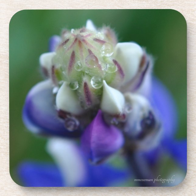 Posavasos Dew Dappling Lupine (Frente)