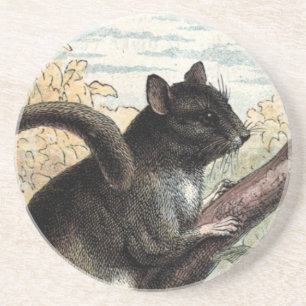 Posavasos Dibujo del vintage: El Dormouse