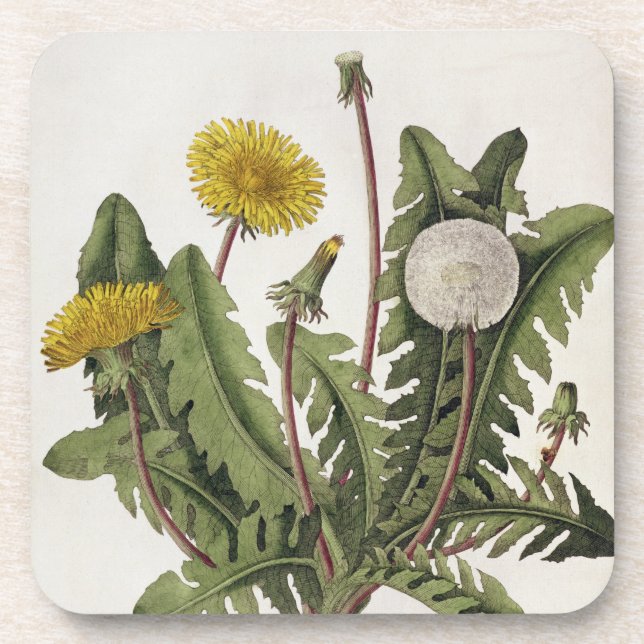 Posavasos Diente de león (grabado del color) (Frente)