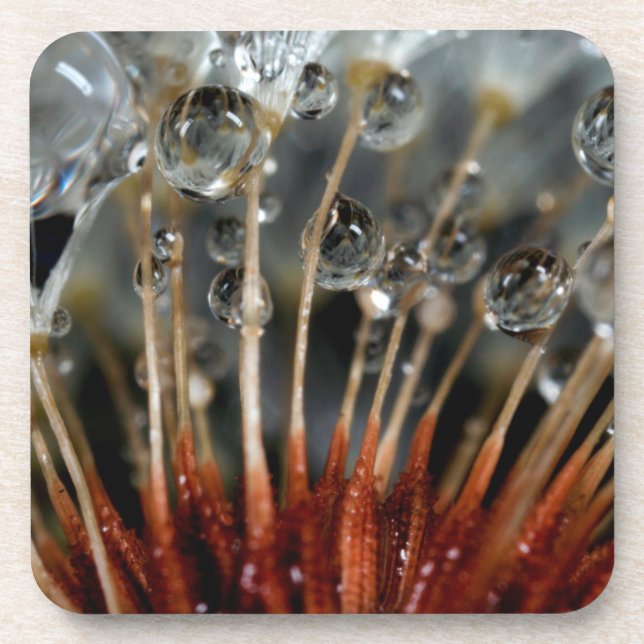 Posavasos Diente de león y gotas de agua, CA (Frente)