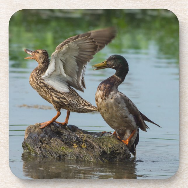 Posavasos Disculpa (Frente)