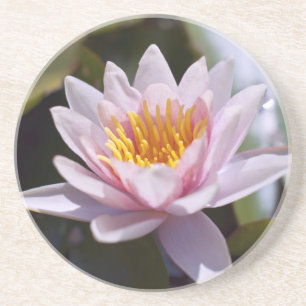 Posavasos Diseño Botánico Floral de Nenúfar Tropical