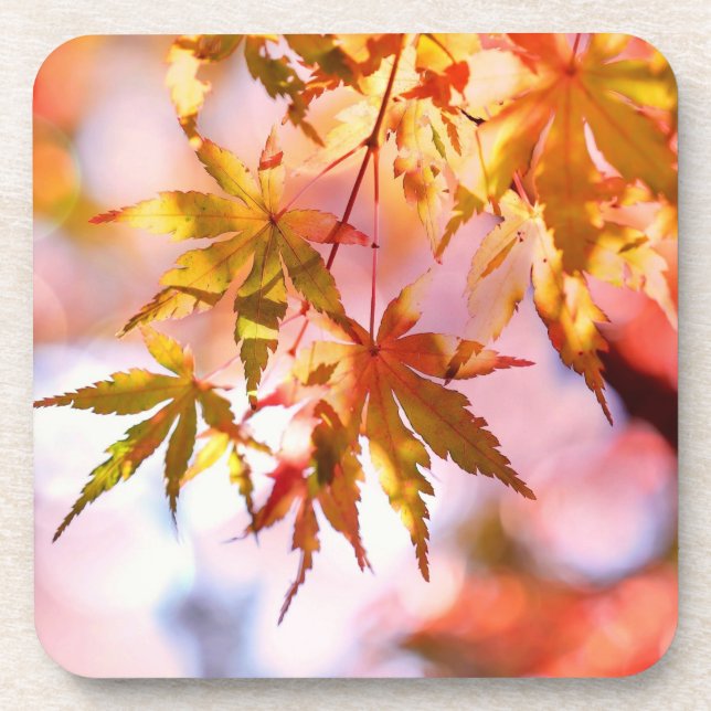 Posavasos Diseño panorámico de hojas de arce-21355 (Frente)