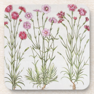 Posavasos Diversas variedades de clavel, del 'Hortus Ey