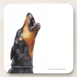 Posavasos Doberman que grita