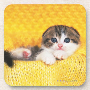 Posavasos Doblez del escocés; es una raza del gato con un