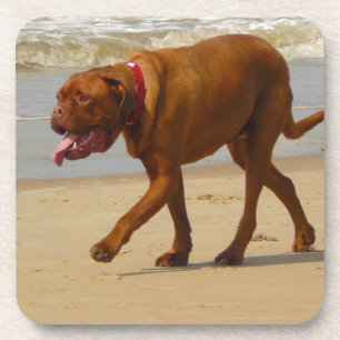 Posavasos dogue de bordeaux