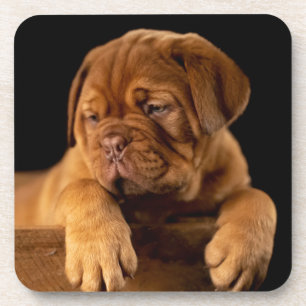 Posavasos Dogue de Burdeos - Perro cachorro francés