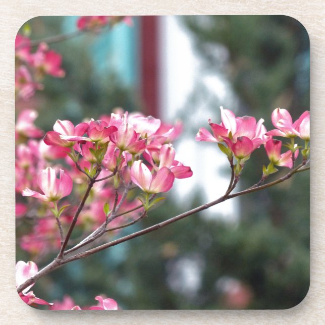 Posavasos Dogwood rosa (Frente)