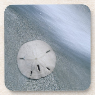 Posavasos Dólar de arena en la playa Isla Sanibel, Florida
