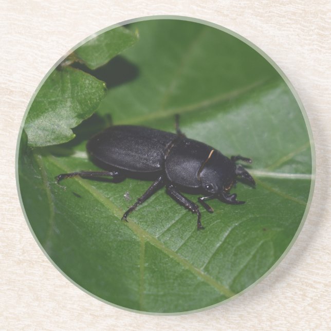 Posavasos Dorcus parallelipipedus , el escarabajo de menor t (Frente)