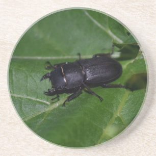 Posavasos Dorcus parallelipipedus , el escarabajo de menor t