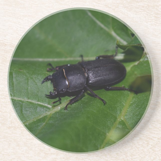 Posavasos Dorcus parallelipipedus , el escarabajo de menor t (Frente)
