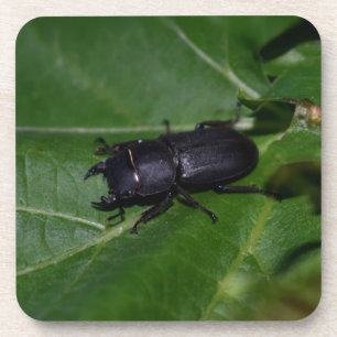Posavasos Dorcus parallelipipedus , el escarabajo de menor t