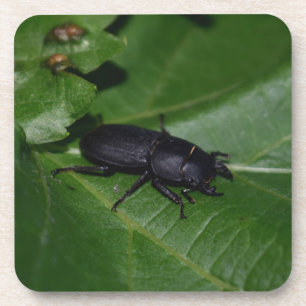 Posavasos Dorcus parallelipipedus , el escarabajo de menor t