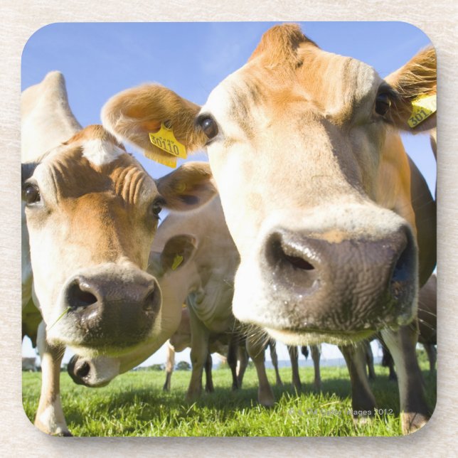 Posavasos Dorset, Reino Unido (Frente)