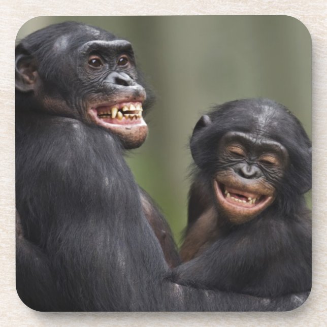 Posavasos Dos Bonobos sonrientes (Frente)