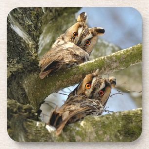 Posavasos Dos búhos en los bosques, aves, la compañía de beb