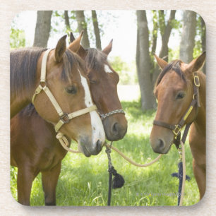 Posavasos Dos caballos cuartos americanos que se colocan en