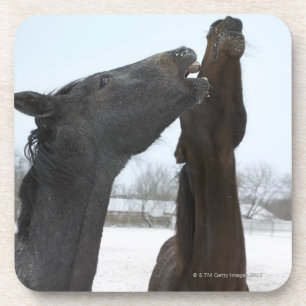 Posavasos dos caballos que relinchan
