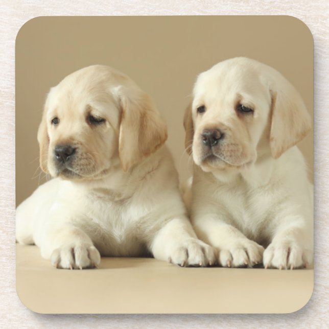 Posavasos Dos Cachorros Dorados Labrador (Frente)
