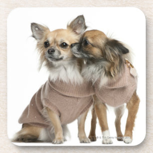 Posavasos Dos chihuahuas vestidas (2 años)