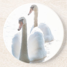 Dos cisnes blancos Fotografía de la naturaleza