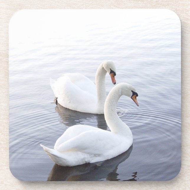 Posavasos Dos cisnes nadando en un lago tranquilo (Frente)