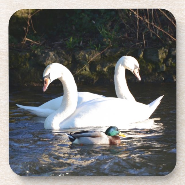 Posavasos Dos cisnes y un pato (Frente)