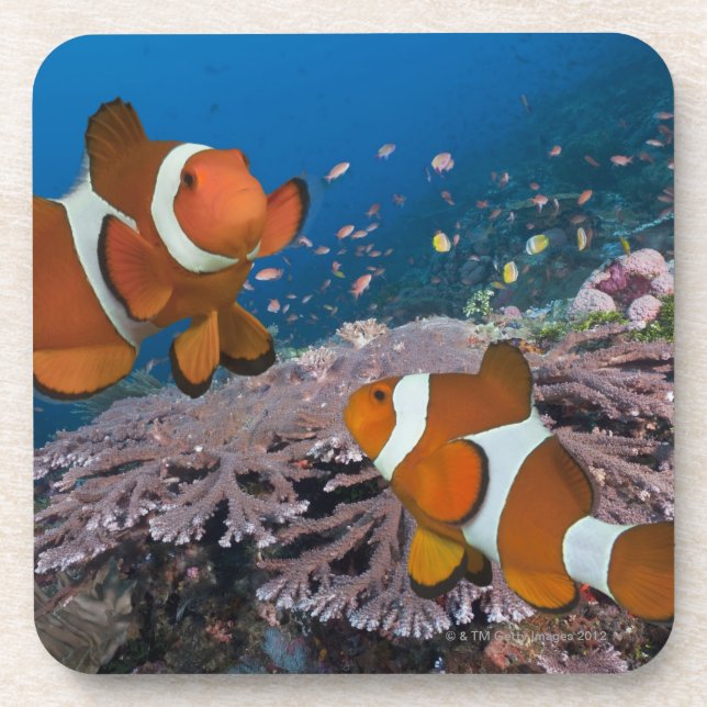 Posavasos Dos Clownfish (Frente)