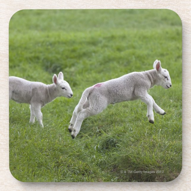 Posavasos Dos corderos (Frente)
