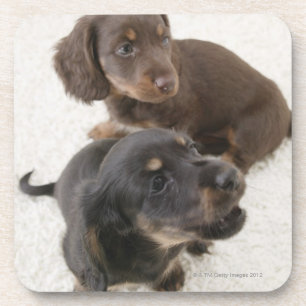 Posavasos Dos Dachshunds miniatura, tiro del estudio
