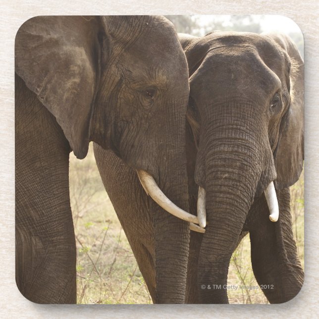 Posavasos Dos elefantes africanos de Bush (Loxodonta (Frente)