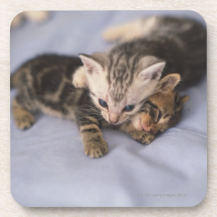 Posavasos Dos gatitos