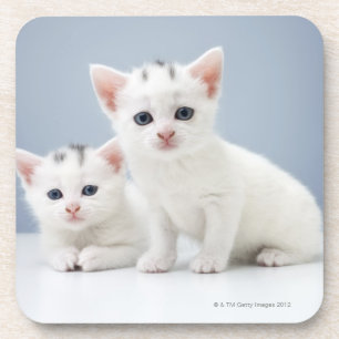 Posavasos Dos gatitos blancos muy jovenes miran fijamente