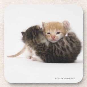 Posavasos Dos gatitos que abrazan en el fondo blanco