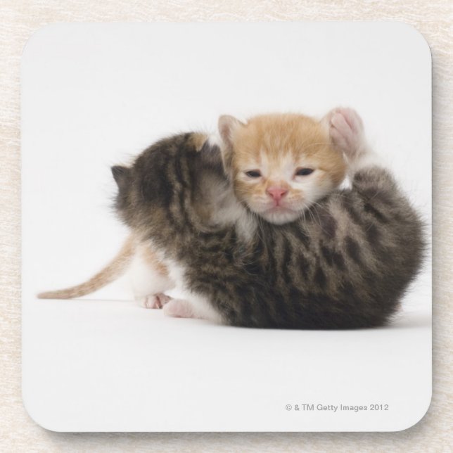 Posavasos Dos gatitos que abrazan en el fondo blanco (Frente)
