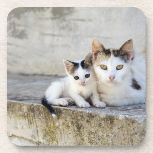 Posavasos Dos gatos en los pasos de piedra