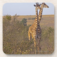Dos jirafas (camelopardalis) del Giraffa, Masai