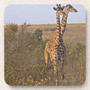 Posavasos Dos jirafas (camelopardalis) del Giraffa, Masai
