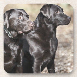 Posavasos Dos labradores retrieveres negros