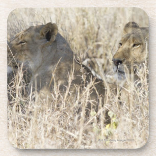 Posavasos Dos leones ocultados en la hierba seca, nacional