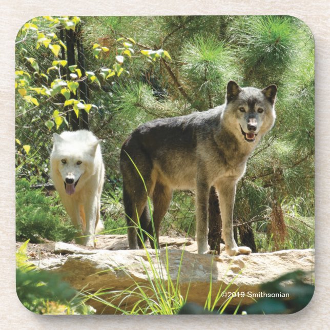 Posavasos Dos lobos grises en bosque (Frente)