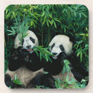 Posavasos Dos pandas comiendo bambú juntos, Wolong