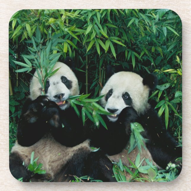 Posavasos Dos pandas comiendo bambú juntos, Wolong (Frente)