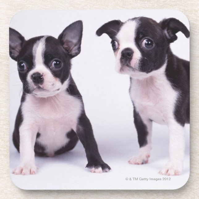 Posavasos Dos perritos blancos y negros (Frente)