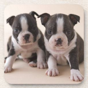 Posavasos Dos perritos de Boston Terrier
