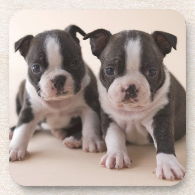 Posavasos Dos perritos de Boston Terrier (Frente)